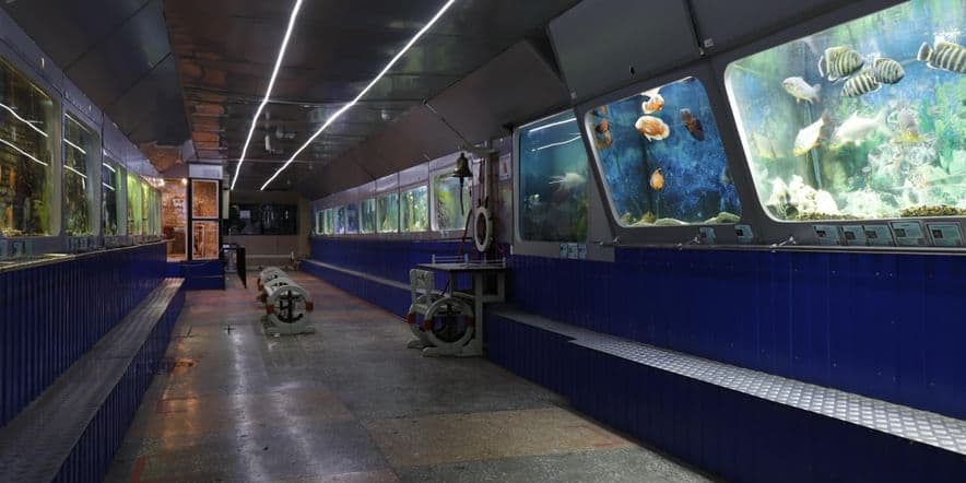 Основное изображение для события Выставка «Омский акванариум «Наутилус»