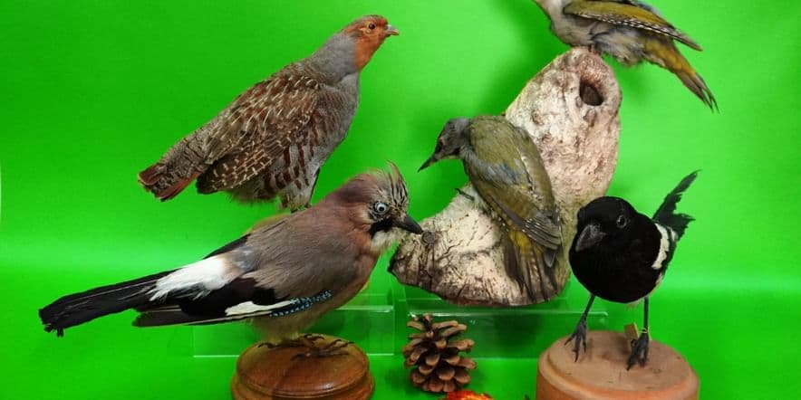 Основное изображение для события Музейный урок «Птичьи хлопоты»