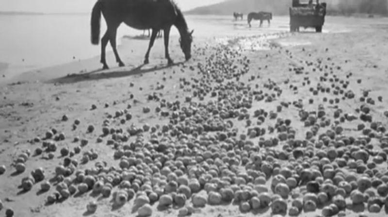 Кадр из фильма «Иваново детство»