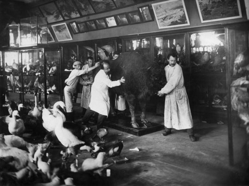 Александр Котс и сотрудники музея укрывают музейные предметы. 1941 год