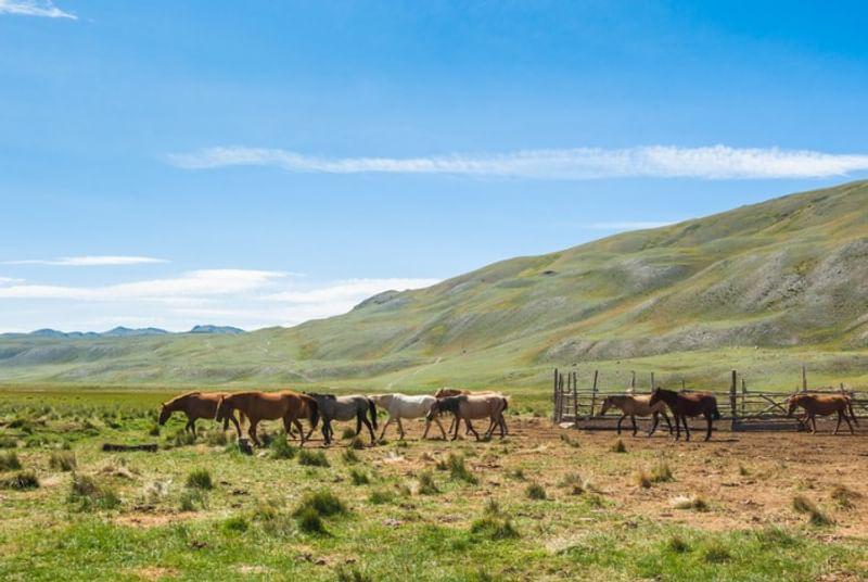 Лошади около поселка Белтир, Горный Алтай