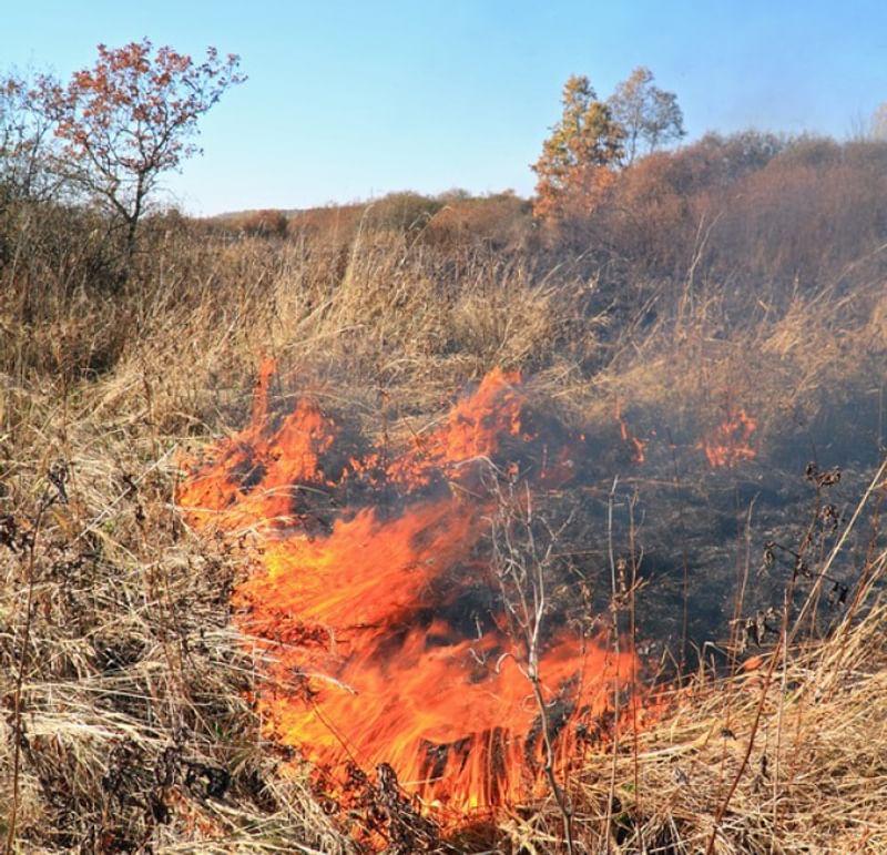 Горящее сено