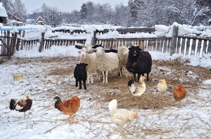 Овцы и куры зимой на скотном дворе
