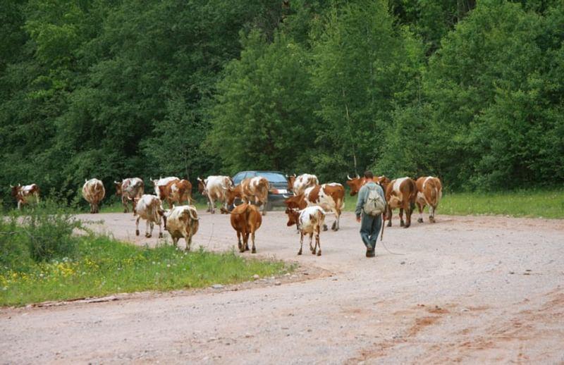 Сельский пейзаж- коровы идут по дороге