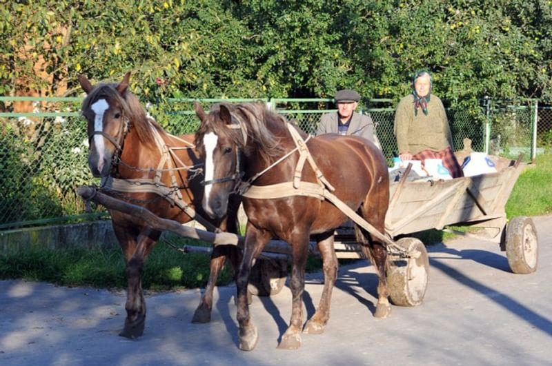 Сельские пенсионеры везут молоко на рынок