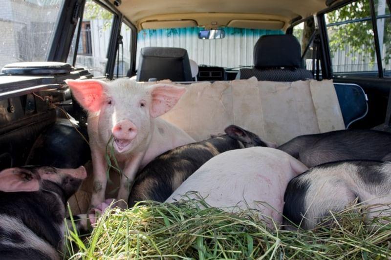 Продажа поросят