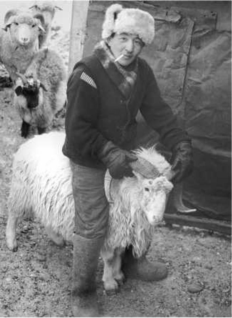 Анатолий Сикуатов во время вечернего загона скота