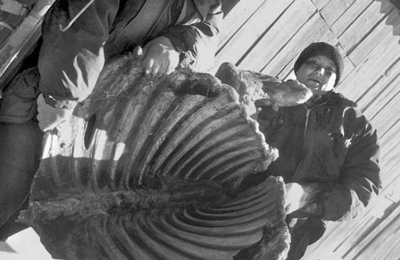 Погрузка мяса, приготовленного к продаже