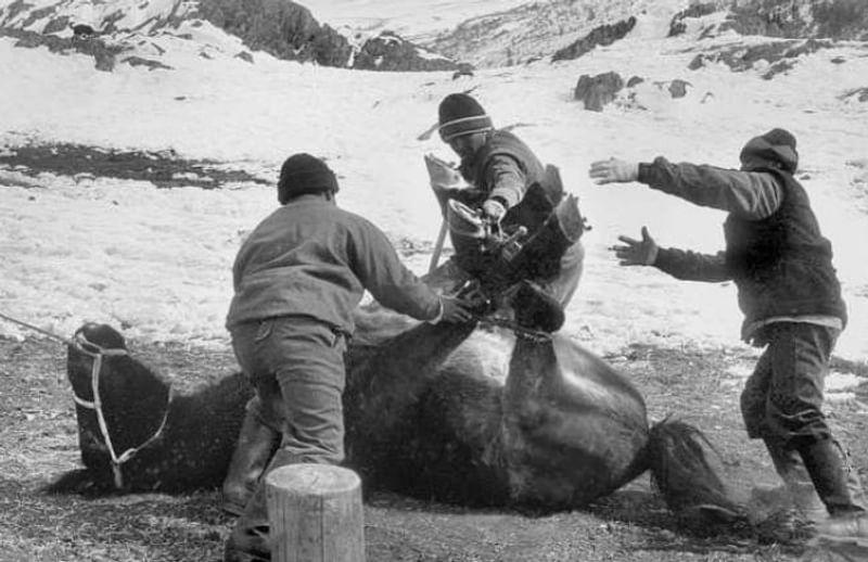 Так подковывают коней перед весенней перекочевкой