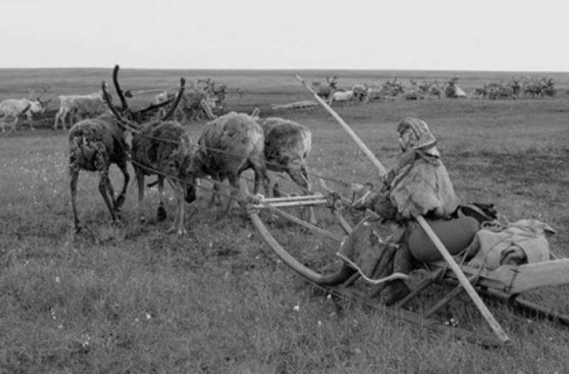 В ходе каслания (перекочевки) аргиши (поезда из нарт) растягиваются на несколько километров