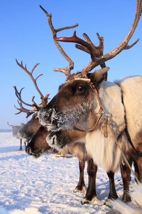 Северный домашний олень