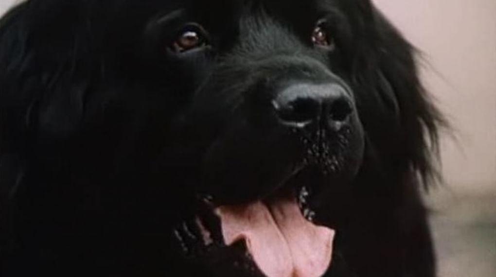 Кадр из фильма «Друг»