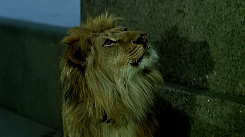 Кадр из фильма «Невероятные приключения итальянцев в России»