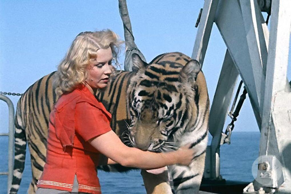 Кадр из фильма «Полосатый рейс» (1961) 