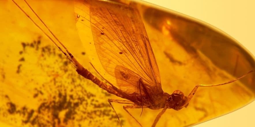 Основное изображение для события Выставка «Доисторические насекомые в янтаре»