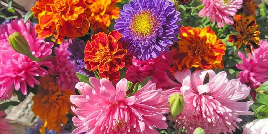 Основное изображение для события Фестиваль цветов «ЦветоБум»
