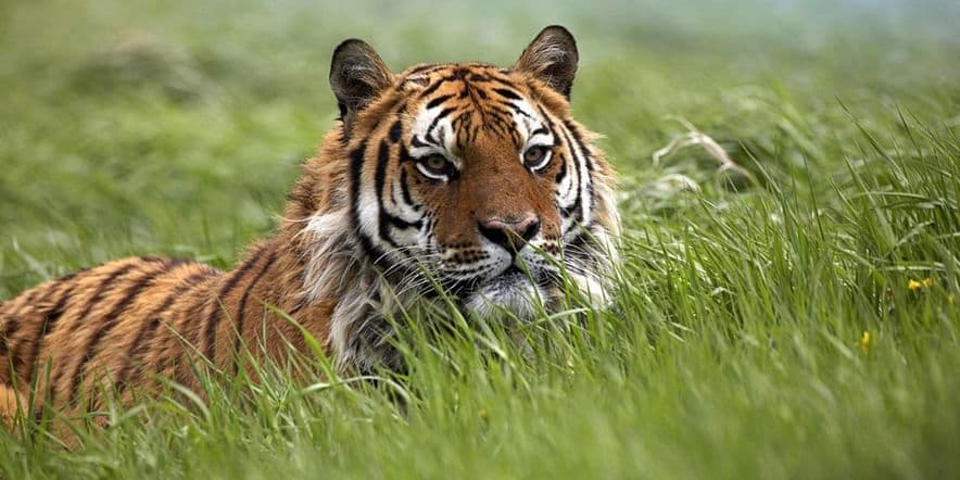 Основное изображение для события Выставка «Амурский тигр — сокровище дальневосточной тайги»