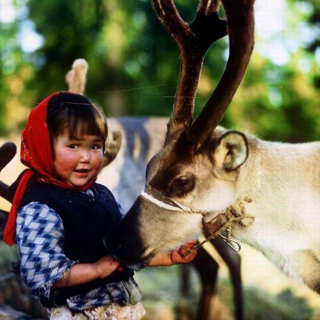 Девочка ухаживает за оленем