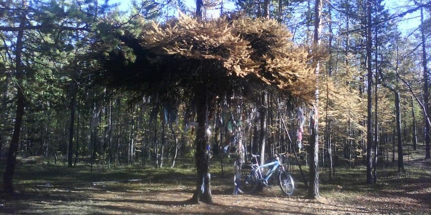 Основное изображение обзора объекта "Шаман-дерево в Республике Саха (Якутия)"