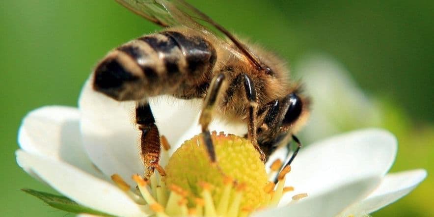 Основное изображение для события «Всемирный день пчелы»