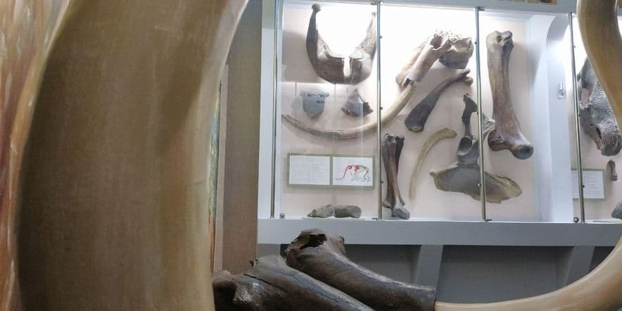Основное изображение для события Интерактивная экскурсия «Юный палеонтолог»