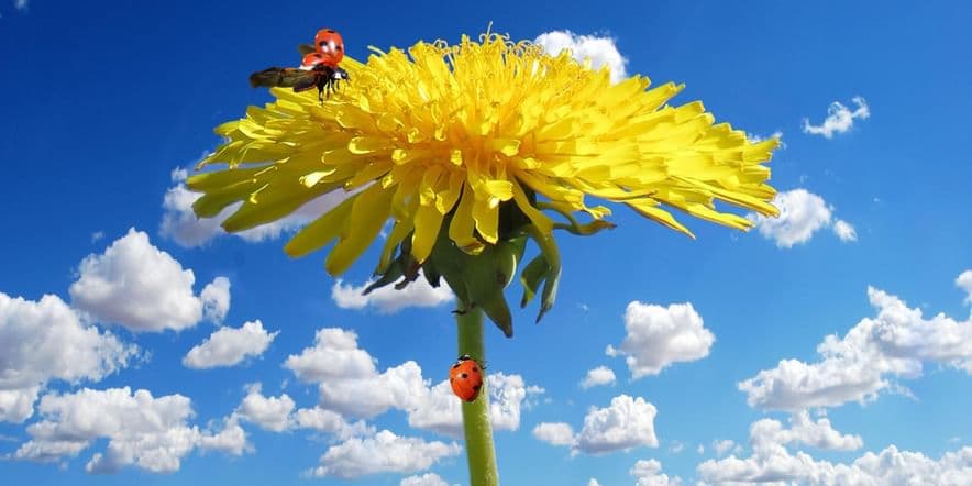 Основное изображение для события «Одуванчик — цветок солнца»