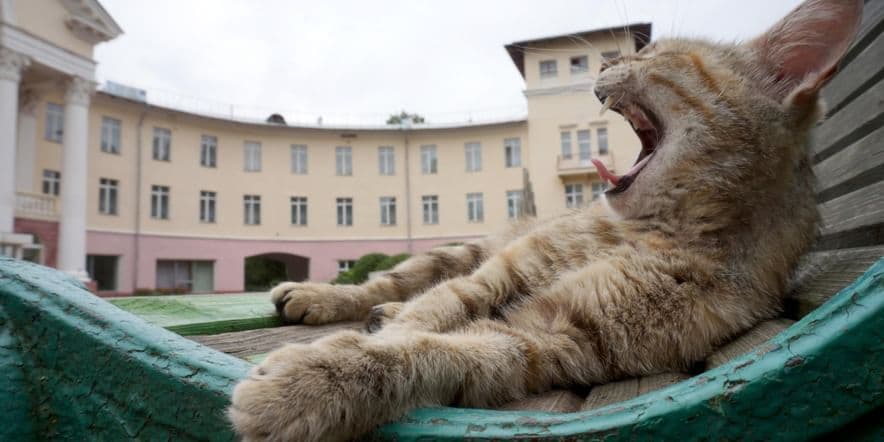 Основное изображение для события Фотовыставка «Мартовские коты» открылась на сайте Рузского краеведческого музея