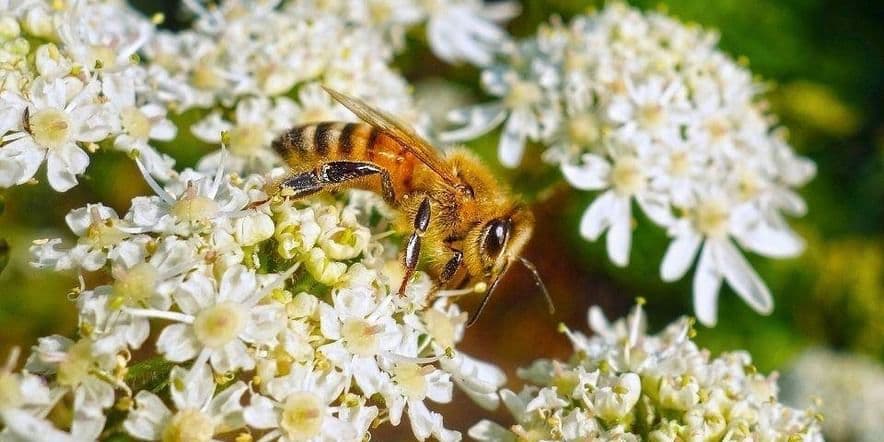 Основное изображение для события «Всемирный день пчел»