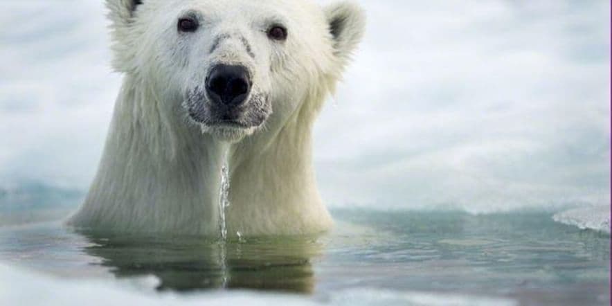 Основное изображение для события «Белые полярные медведи»