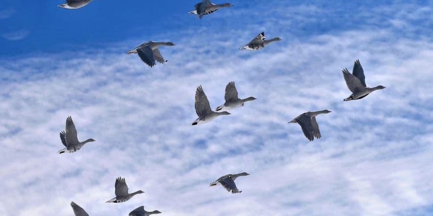 Основное изображение для события «Всемирный день перелетных птиц»