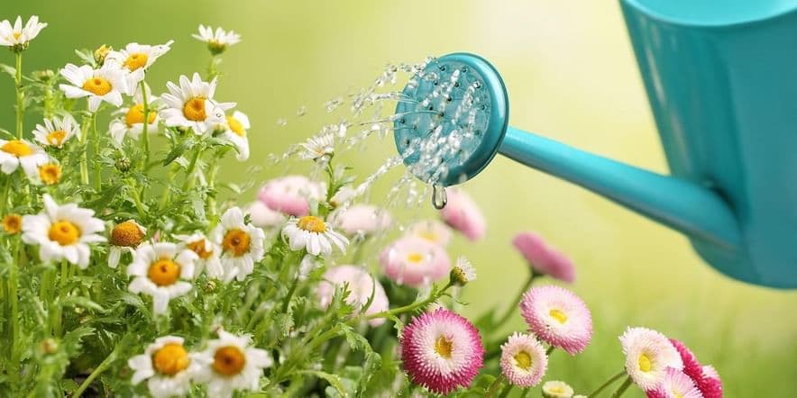 Основное изображение для события Познавательная программа «День поливания цветов»