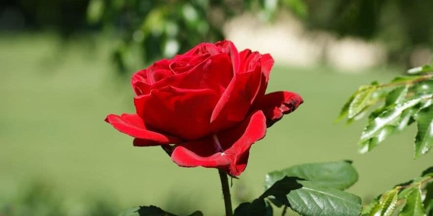 Основное изображение для события Всемирный день розы