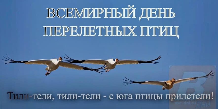 Основное изображение для события «День перелетных птиц»