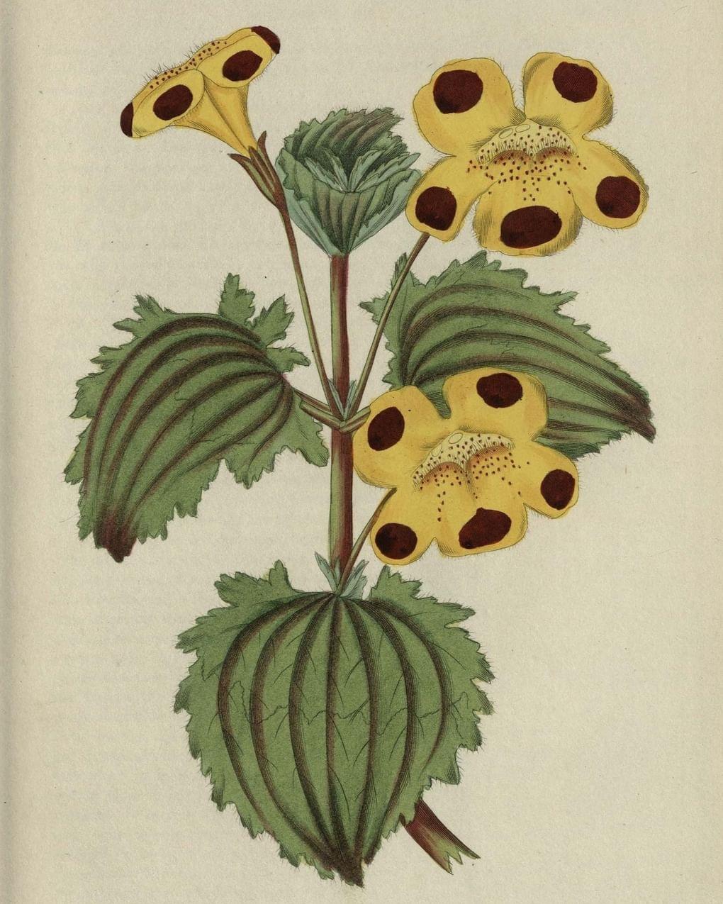 Иллюстрация из Ботанического журнала Пакстона. Лондон, Англия. Издательство: «Orr and Smith», 1834. Российская государственная библиотека, Москва