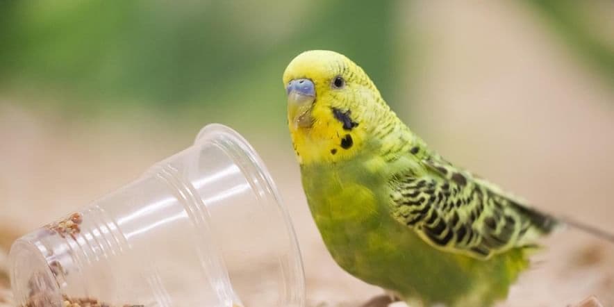Основное изображение для события Всемирный день попугая «Знакомство с волнистыми попугайчиками»