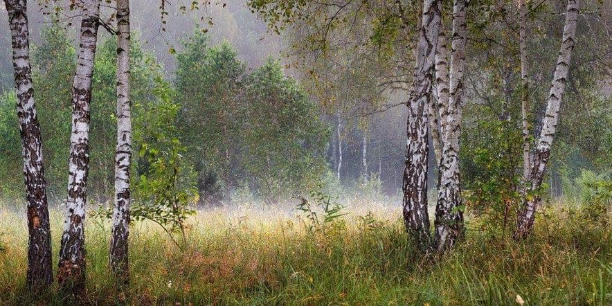 Основное изображение для события Всероссийский день посадки леса «Сажаем деревья»
