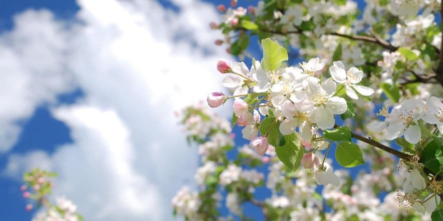 Основное изображение для события «Цветы весны».