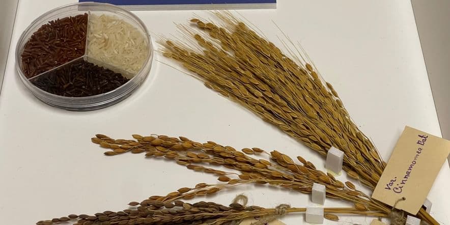 Основное изображение для события Выставка «ЗОЖ: зерно — основа жизни»