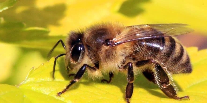 Основное изображение для события Познавательная программа «Всемирный день пчел»