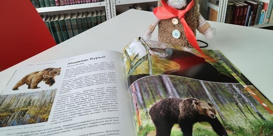 Основное изображение для события Мастер-класс «Сибирский медведь»