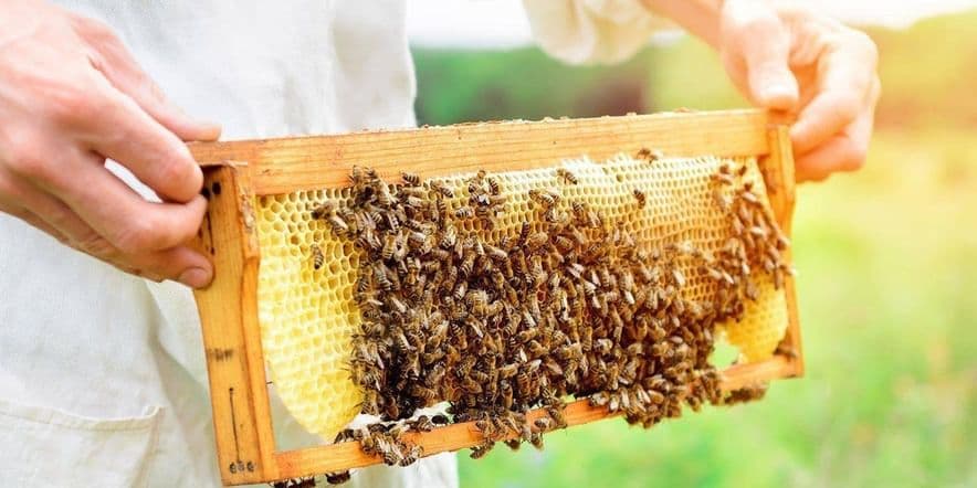 Основное изображение для события Кружок «Пчеловоды»