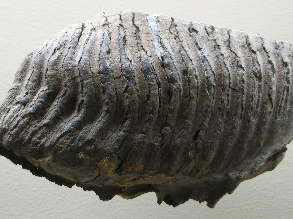 Зуб Mammuthus sp. Палеонтологический музей им. Ю.А. Орлова, Москва