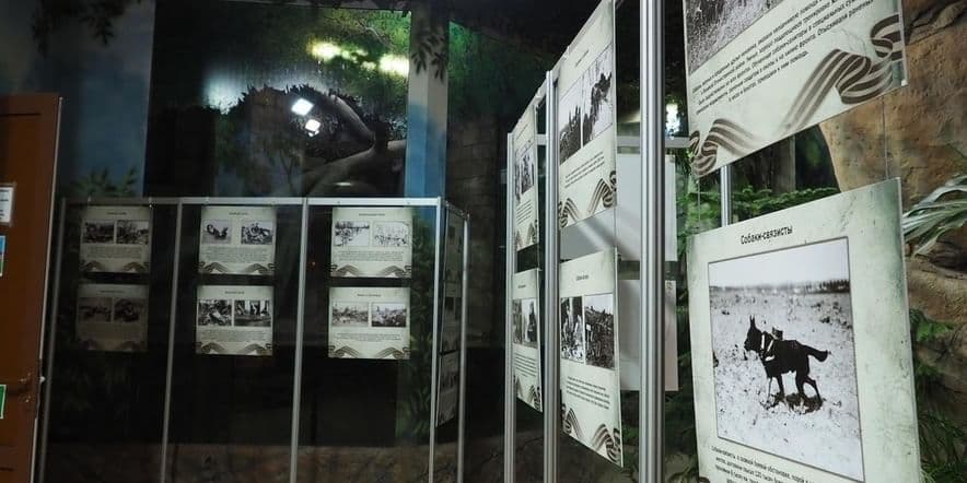 Основное изображение для события Выставка «Животные-герои Великой Отечественной войны»