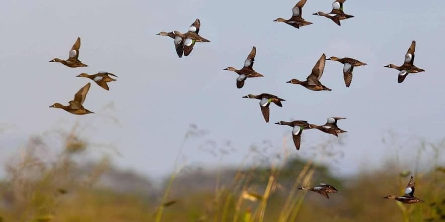 Основное изображение для события Экологический час «Международный день перелётных птиц»