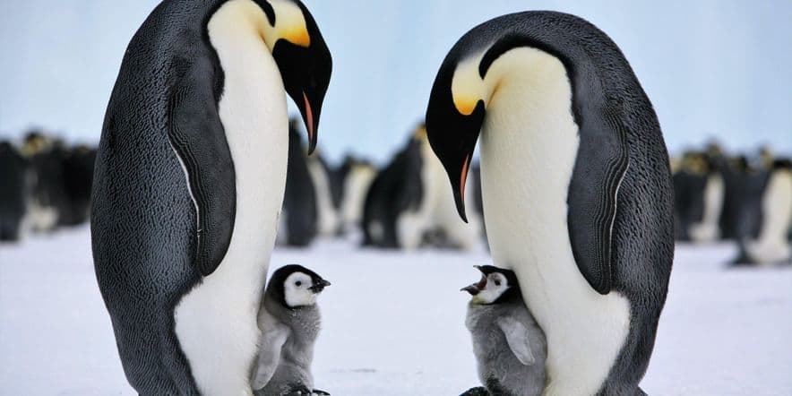Основное изображение для события Всемирный день пингвинов