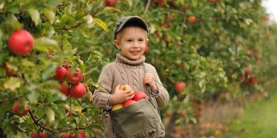 Основное изображение для события «Эх, яблочко!» занятие о садоводстве для дошкольников