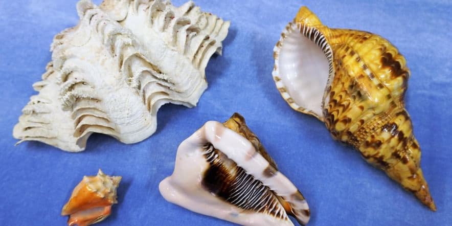 Основное изображение для события Музейный урок «Напевы морской раковины»
