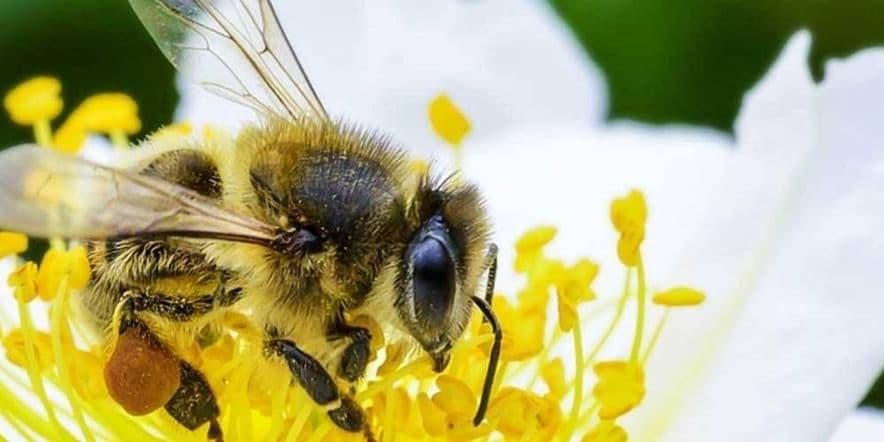 Основное изображение для события Познавательный час «Всемирный день пчел»