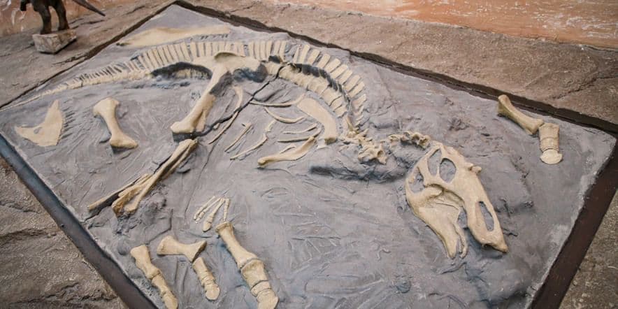 Основное изображение для события Музейно-образовательное занятие «Палеонтология для всех»