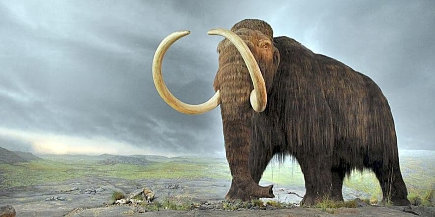 Основное изображение для события Палеонтологическая выставка «Привет из ледникового периода»